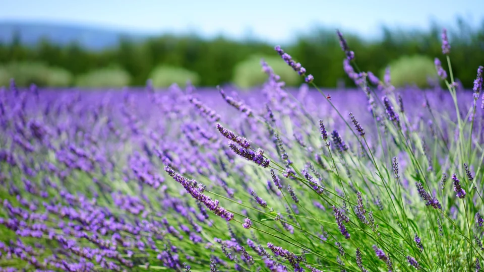 Produção de lavanda
