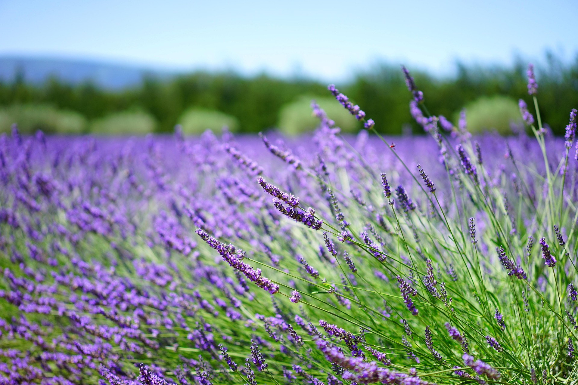 Turismo roxo gera milhões e transforma produção de lavanda no Paraná