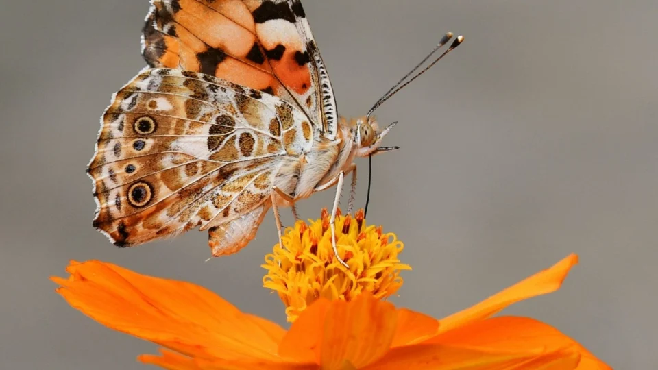 Borboleta se alimentando de pólen, que ajuda na longevidade da espécie.