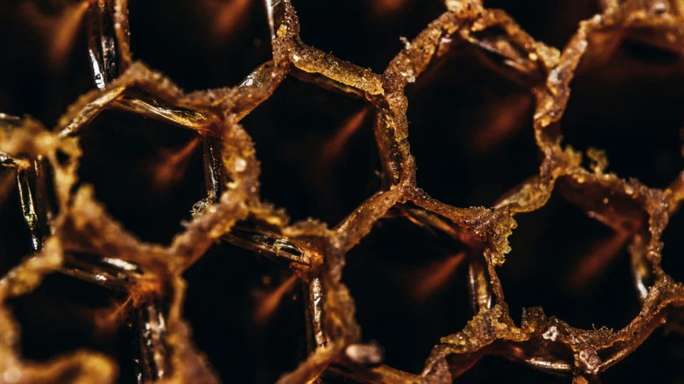 As abelhas mantiveram a característica geometria hexagonal dos favos mesmo sem a referência gravitacional disponível na Terra.