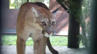 Três pumas resgatados no Paraná foram transferidos para o Parque Zoobotânico de Brusque