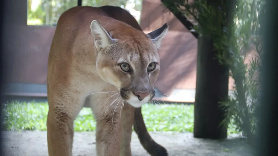 Três pumas resgatados no Paraná foram transferidos para o Parque Zoobotânico de Brusque