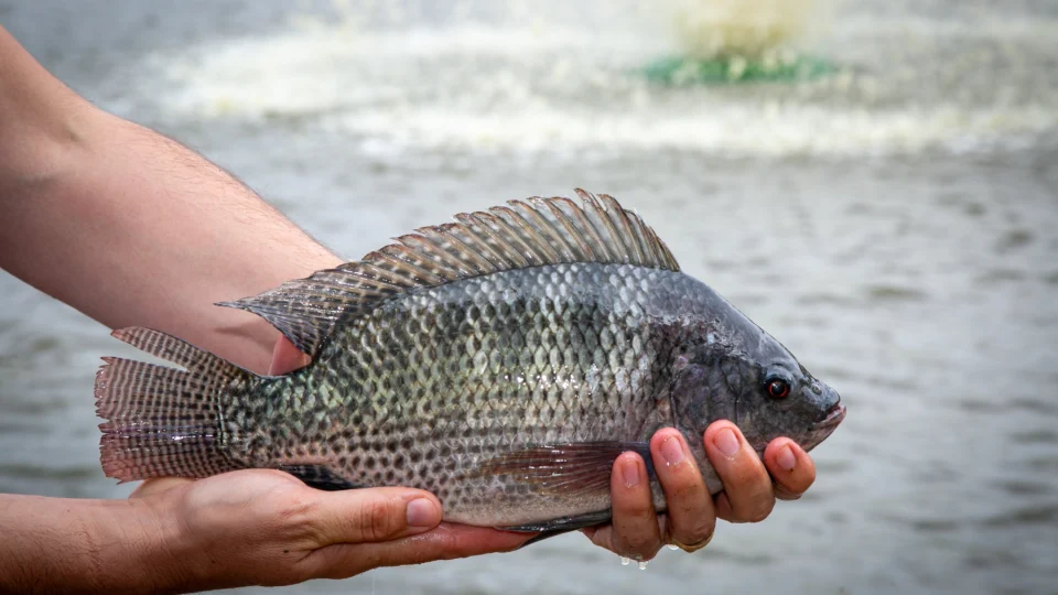 Tilápia representa quase 70% de toda produção de peixes no Brasil