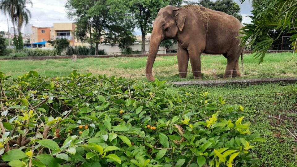 Elefante Sandro deixa zoológico de Sorocaba após 44 anos e segue para santuário no Mato Grosso