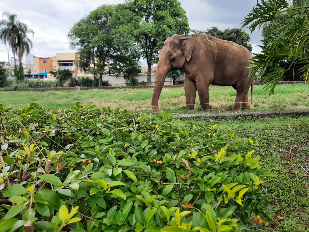 Elefante Sandro deixa Sorocaba após 44 anos e segue para santuário no Mato Grosso
