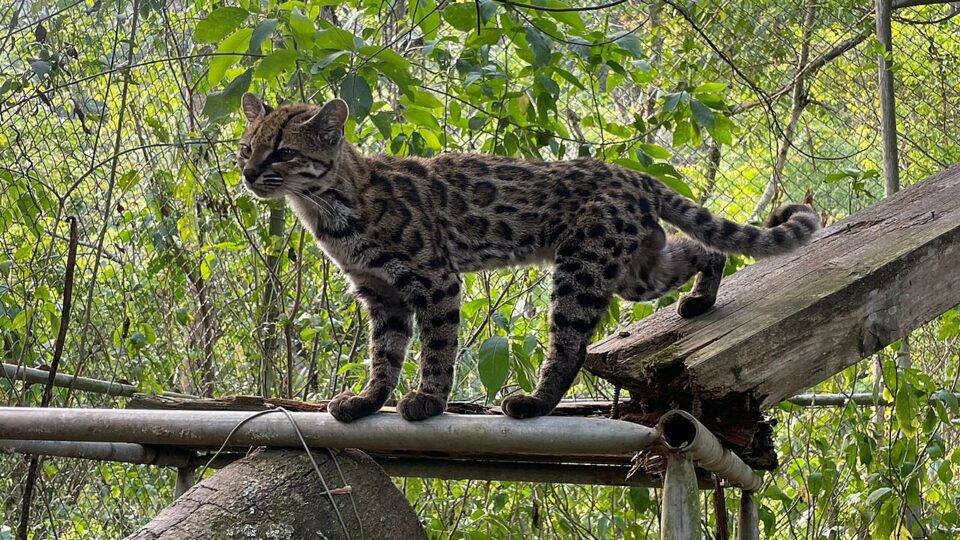 Novo “tigrinho”: espécie de gato é identificada na Bolívia com participação de professor da PUCRS