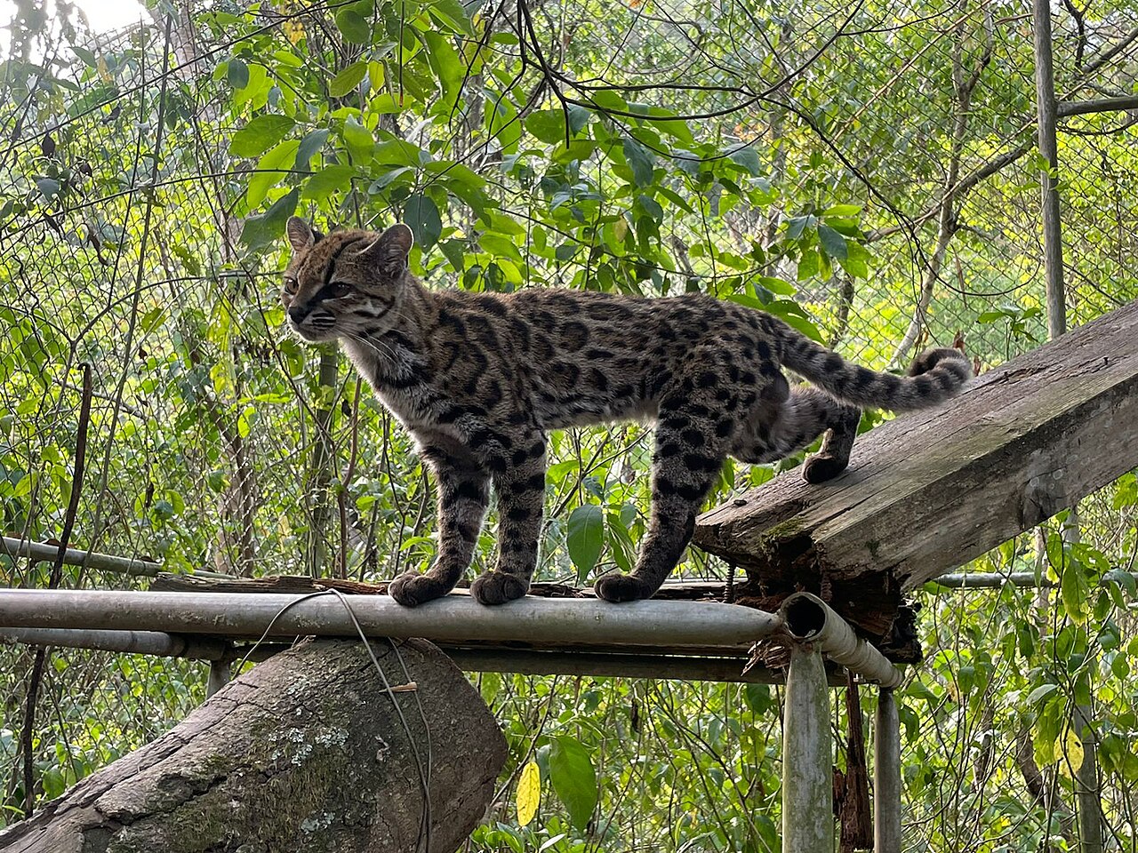 Novo “tigrinho”: espécie de gato é identificada na Bolívia com participação de professor da PUCRS
