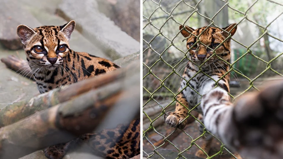 A descoberta do Leopardus tilcayo também reforça a importância de conhecer a diversidade genética para orientar a conservação dos felinos sul-americanos.