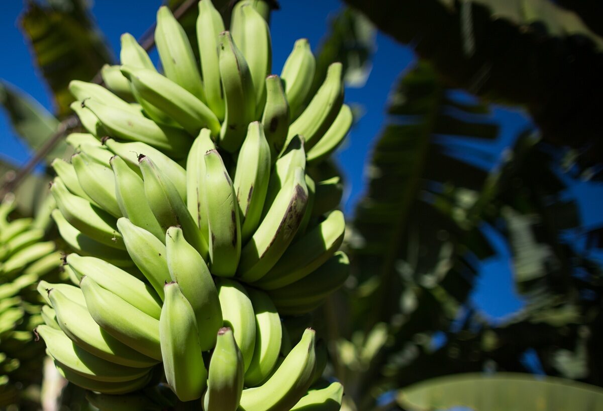 Banana-prata a R$ 90 nos EUA: a oportunidade e o desafio logístico brasileiro