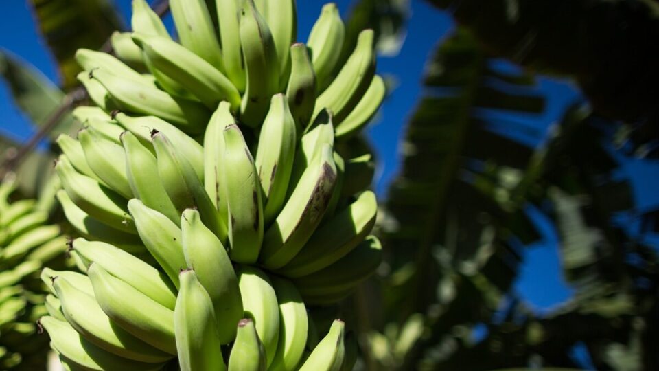 Brasil tenta viabilizar exportação de banana-prata para o mercado americano