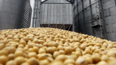 Industrialização da soja cresce no país por meio de investimentos das cooperativas