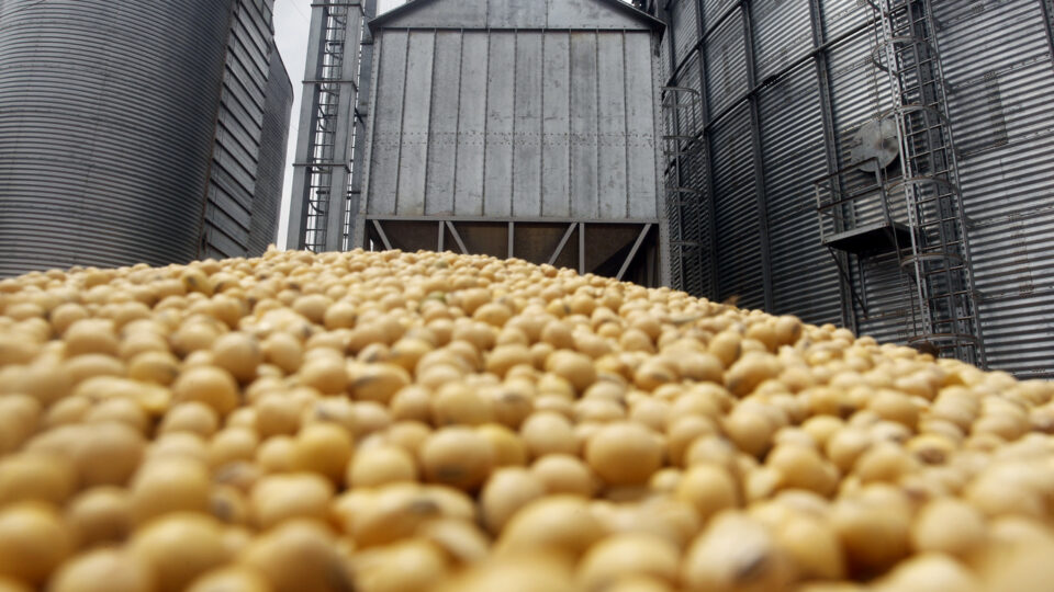 Do grão ao óleo: o trunfo das cooperativas para dominar os riscos das commodities