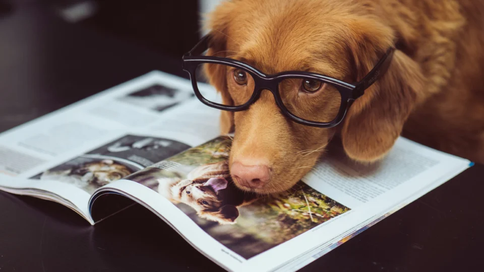 Pesquisa indica que cães conseguem processar padrões da fala humana, com preferência por estruturas formadas por consoantes.