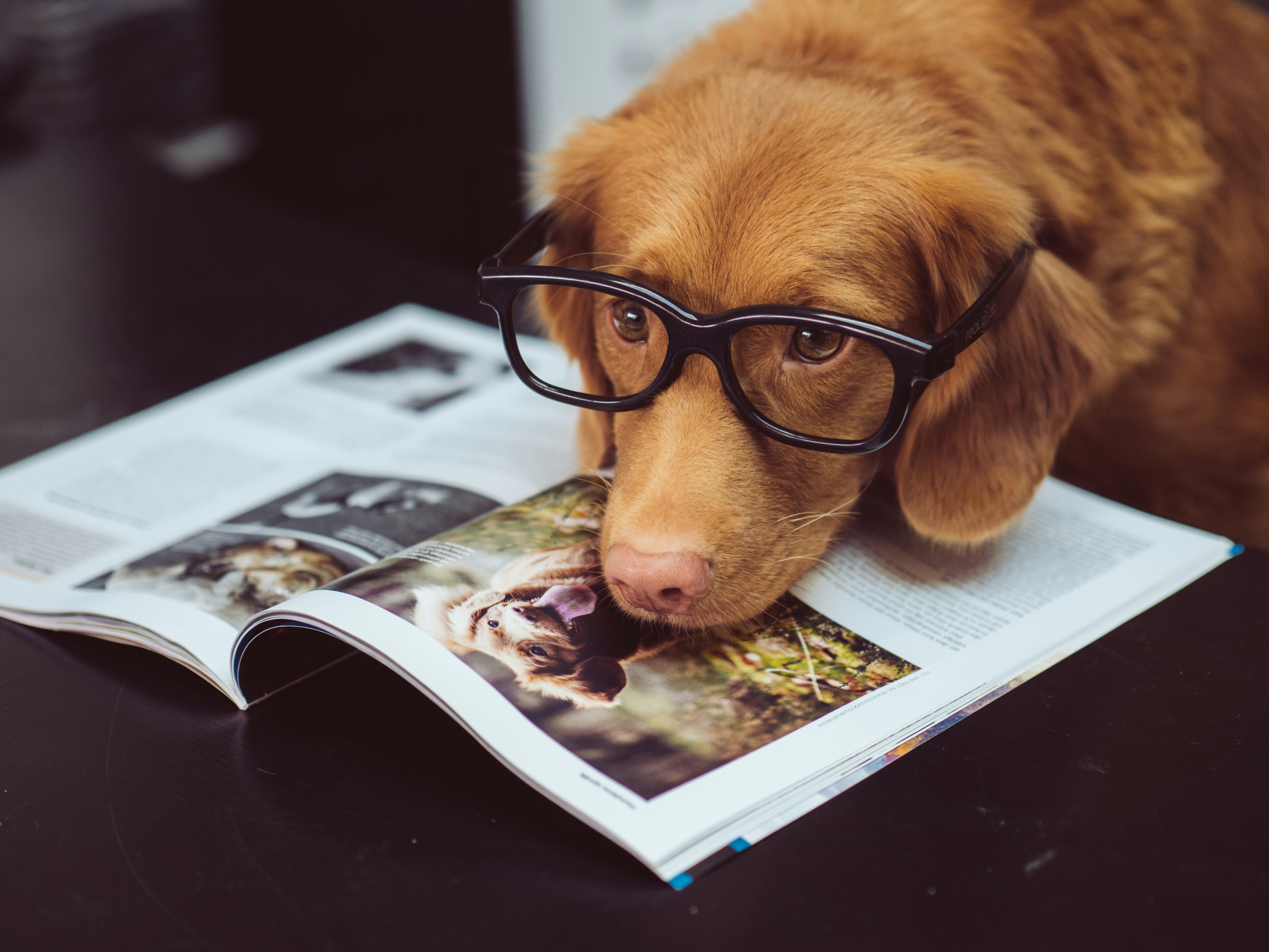 Cães entendem a fala humana? Estudo revela como cérebro animal identifica palavras na fala contínua