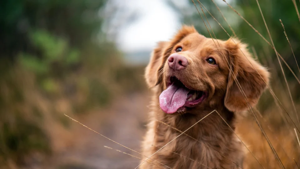 Mesmo sem dominar a linguagem humana, cães conseguem identificar regularidades nos sons que escutam.