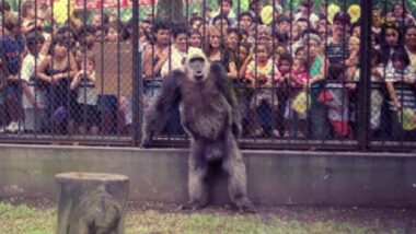 DEMOCRACIA DIVERTIDA MACACO TIÃO