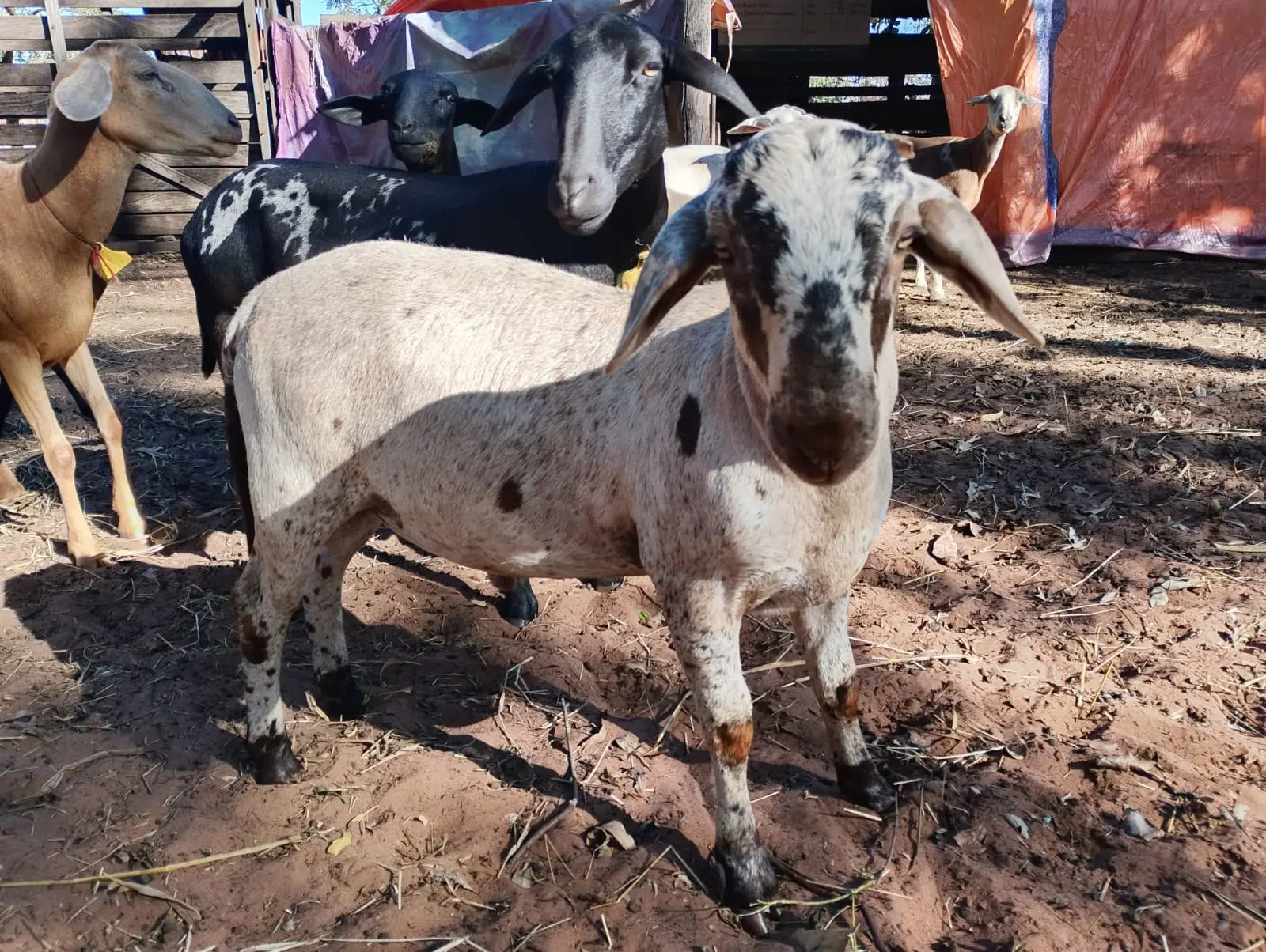 Ovinocultura MS