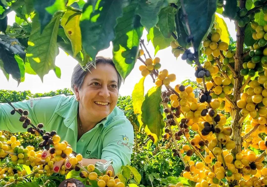 Devolução de contribuição indevida irriga cafeicultores cooperados com R$ 622 milhões