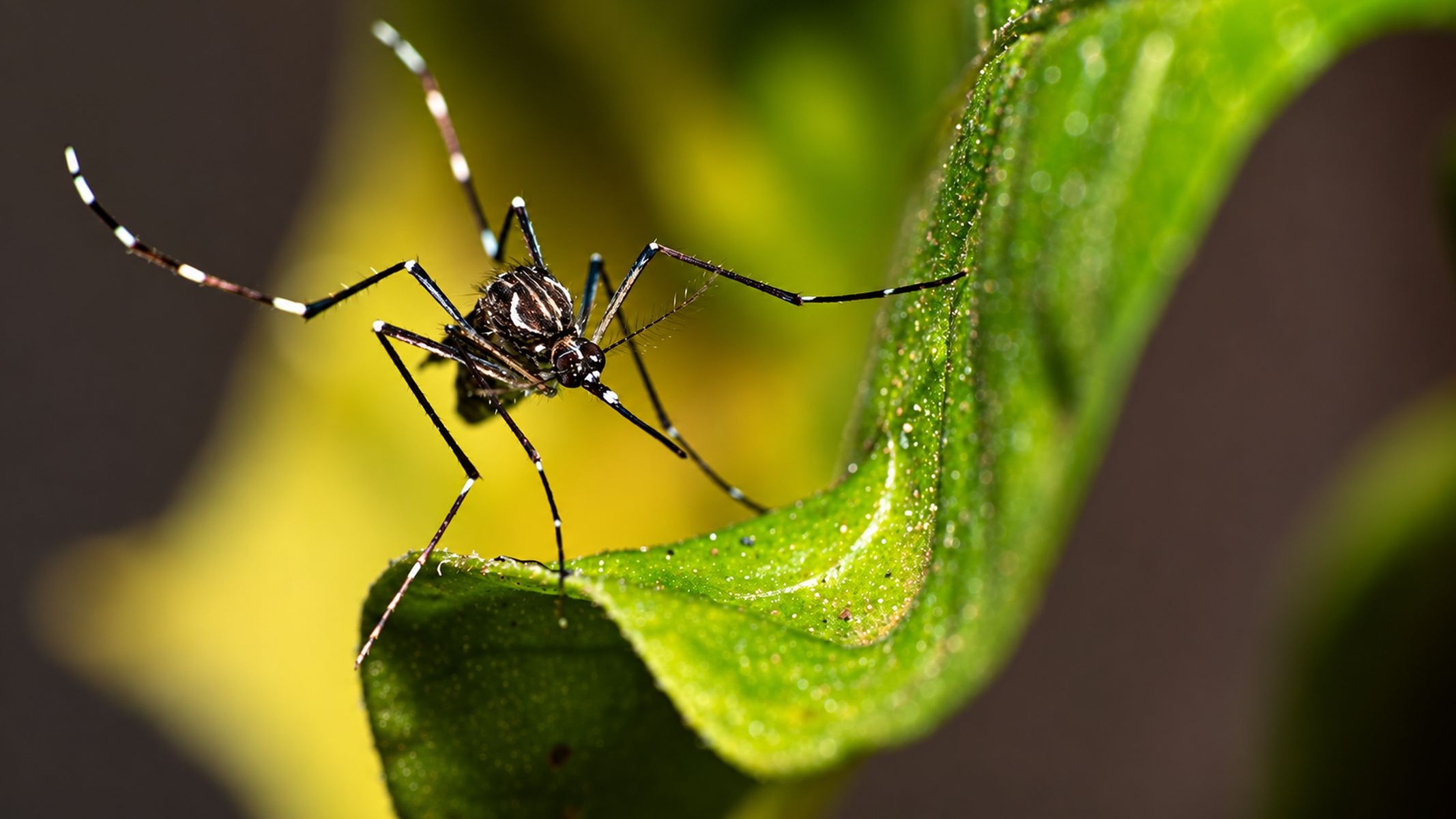 O Aedes aegypti, mosquito da dengue, encontra condições favoráveis para se reproduzir em recipientes e pequenos pontos de acúmulo de água presentes no ambiente doméstico.