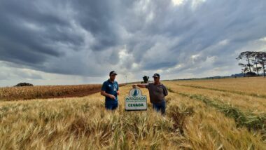 Produtor Raul Cocatto recebe vistia de agrônomo nos campos de cevada do Norte do Paraná
