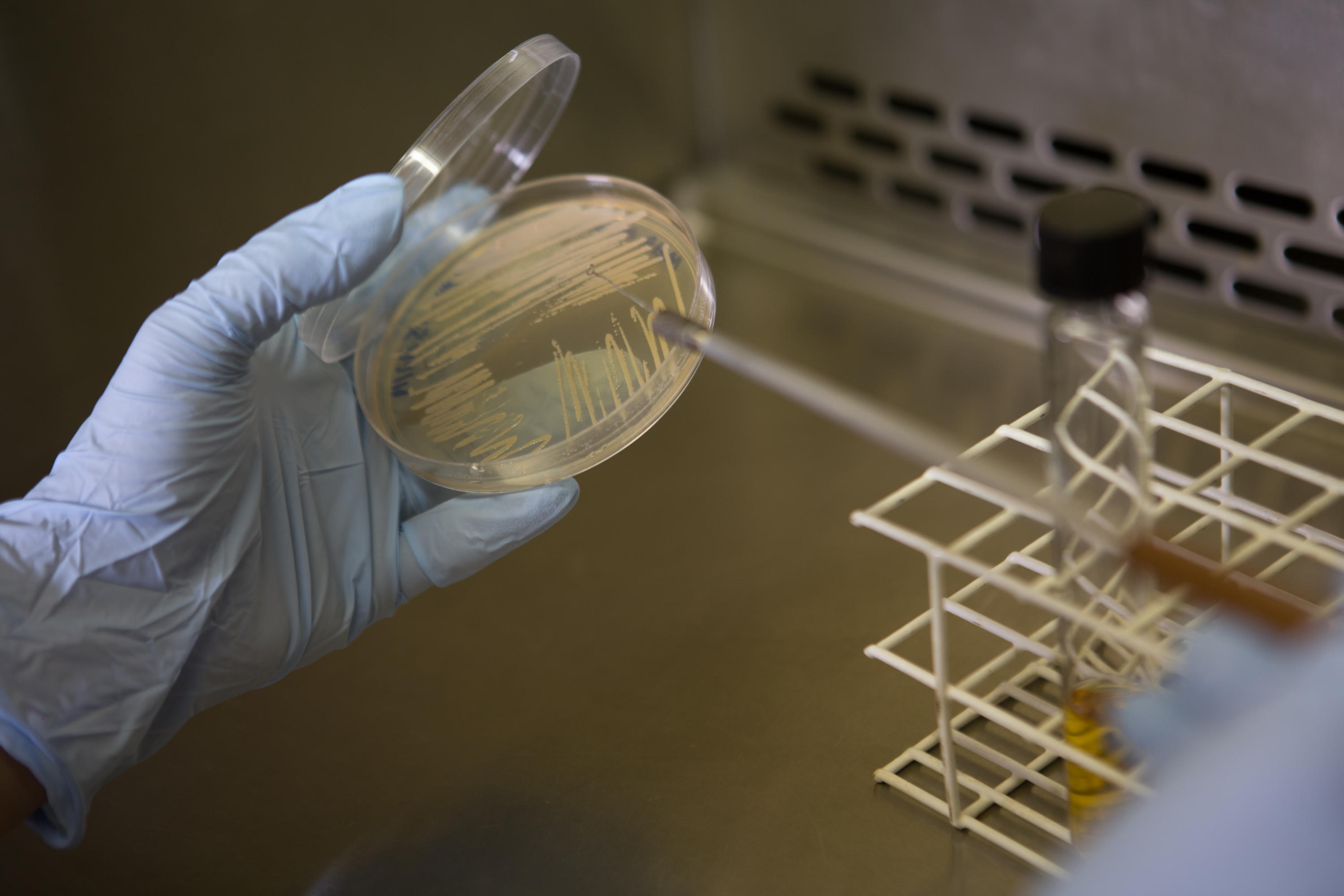 Inoculação da bactéria produtora da celulose para obtenção de biomaterial a base de celulose bacteriana