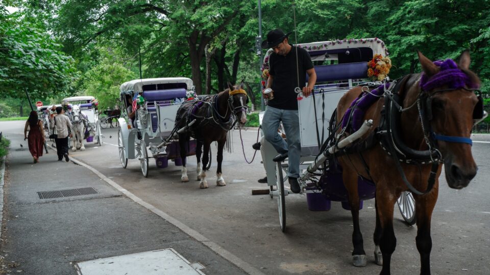 Prefeito socialista de Nova York anuncia fim dos passeios de carruagem no Central Park