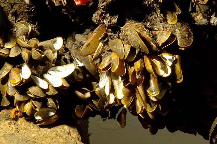 A capacidade de se fixar em superfícies e formar colônias densas faz do mexilhão dourado uma ameaça também para tubulações e equipamentos submersos.