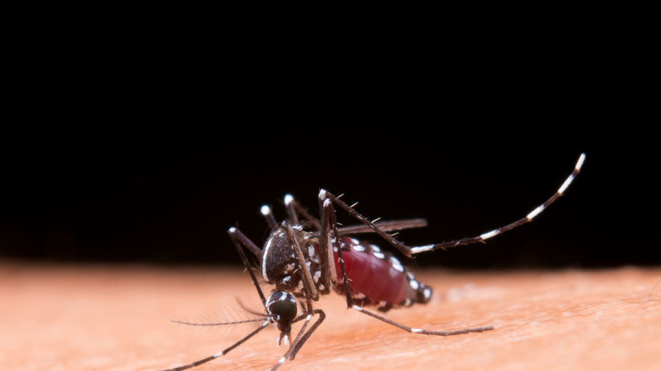 Cidade do litoral de SC registra queda de quase 100% nos casos de dengue