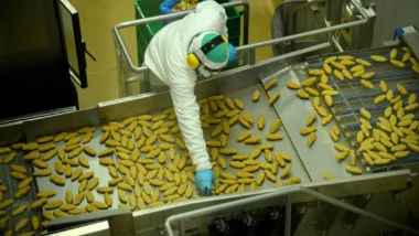 IBGE associa aumento no setor a excesso de chuva e preocupação dos produtores com Super El Niño.