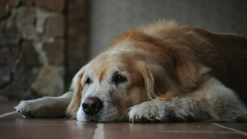 Cães de grande porte tendem a envelhecer mais rapidamente que os pequenos, e a ciência busca entender os mecanismos por trás dessa diferença.