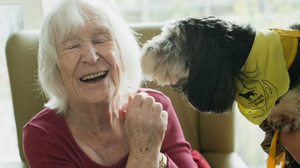A busca por formas de prolongar a vida do cachorro envolve pesquisas sobre medicamentos, terapias genéticas, alimentação e qualidade de vida.