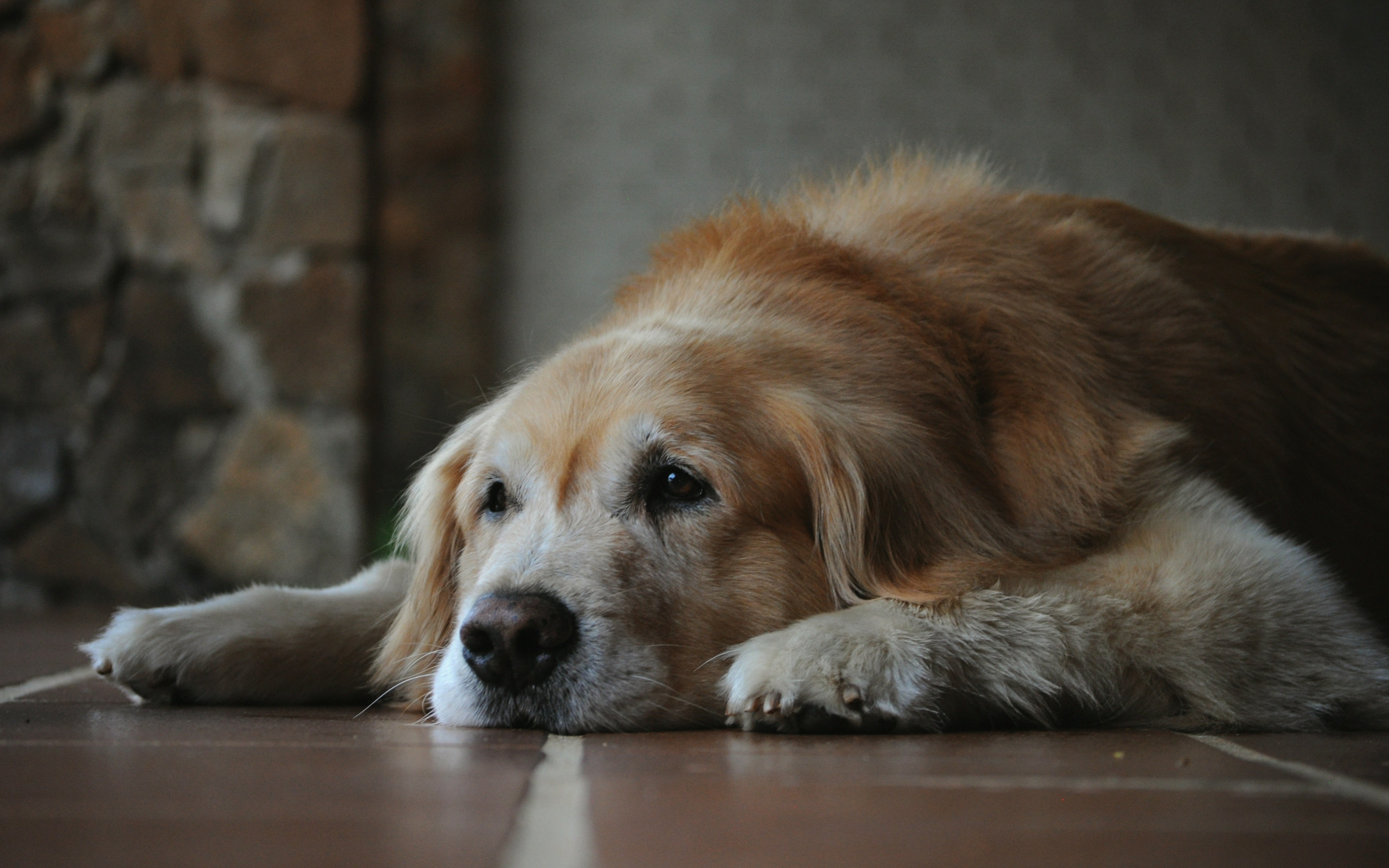Pesquisadores desenvolvem novas terapias para retardar o envelhecimento de cães