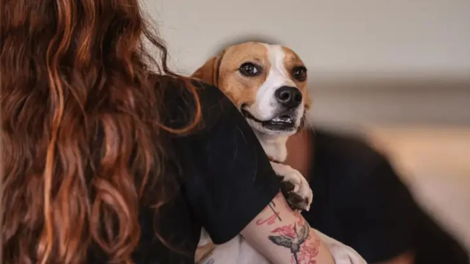 Pesquisa da Ipsos sobre o que significa uma vida bem-sucedida revela o peso de pets e filhos na ideia de realização dos jovens brasileiros