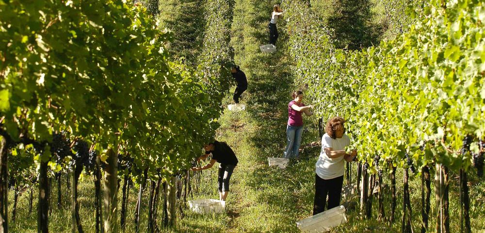 Colheita das uvas no Vale dos Vinhedos. Foto  Gilmar Gomes / Divulgação.