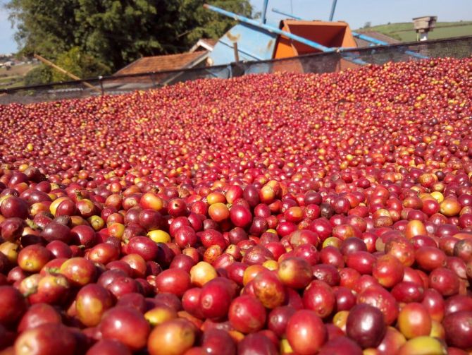 Grão premiado é produzido no Sítio Mori, em Cambira, região que tem microclima favorável para cafés especiais. Foto: Divulgação. Grão premiado é produzido no Sítio Mori, em Cambira, região que tem microclima favorável para cafés especiais. Foto: Divulgação.