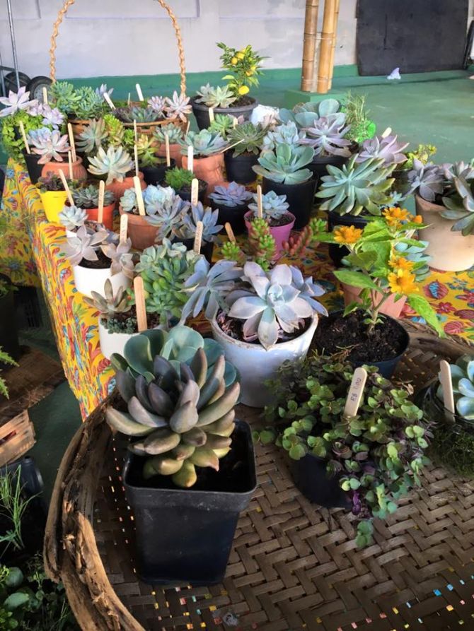 A Feira de Orgânicos também conta com flores e plantas ornamentais. Foto: Divulgação. A Feira de Orgânicos também conta com flores e plantas ornamentais. Foto: Divulgação.