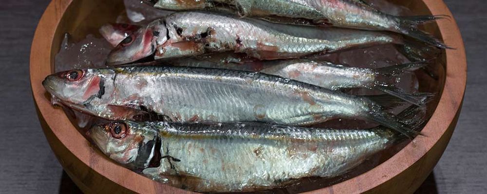 sardinha fresca destaque