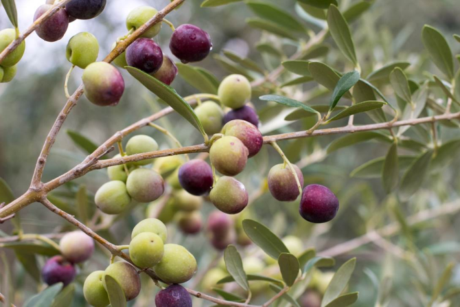 Arbequina, plantada na Campanha Gaúcha pela Prosperato. Foto: Divulgação Arbequina, plantada na Campanha Gaúcha pela Prosperato. Foto: Divulgação