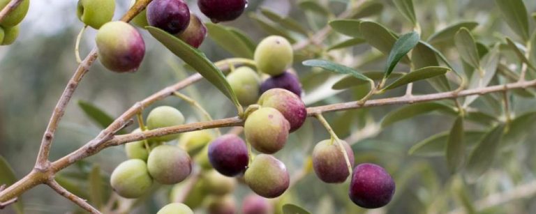 Arbequina, plantada na Campanha Gaúcha pela Prosperato. Foto: Divulgação
