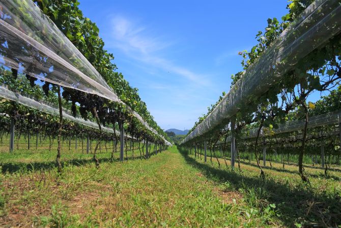 A vinícola tem 4,8 hectares de vinhedos. Foto: Divulgação. A vinícola tem 4,8 hectares de vinhedos. Foto: Divulgação.