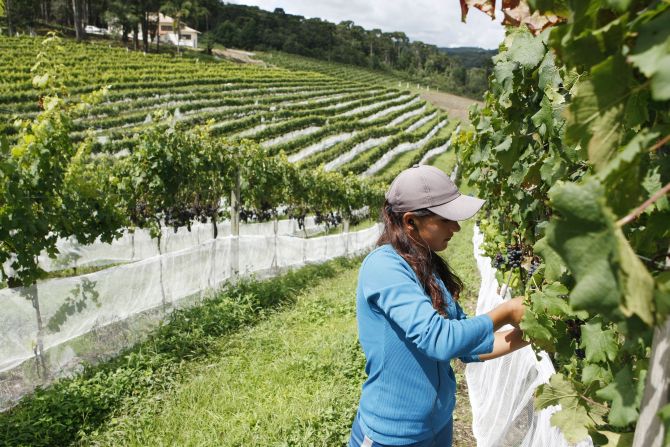 O público vai poder participar da colheita e do esmagamento das uvas. Foto: Divulgação O público vai poder participar da colheita e do esmagamento das uvas. Foto: Divulgação