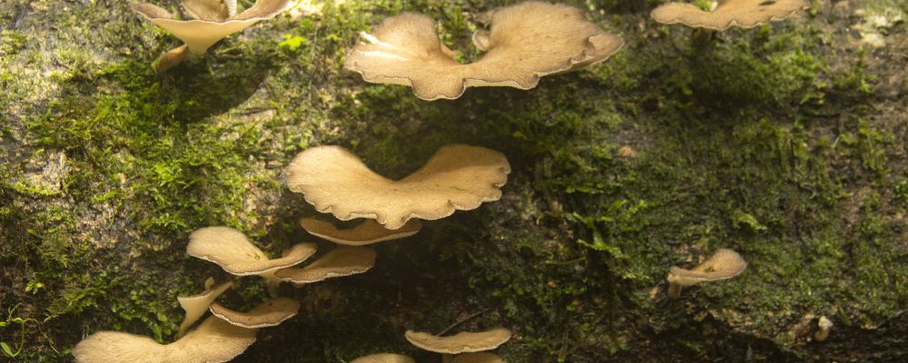 Cogumelo comestível Atapaamo (Polyporus philippinensis Berk) coletado pelos Sanöma (subgrupo dos Yanomami) da região de Awaris. Foto: Claudio Tavares/Divulgação