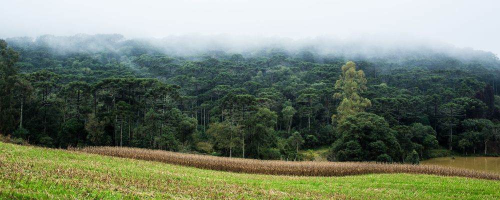 Pinheiros fazem parte do cenário da estrada PR-447, que liga União da Vitória a Cruz Machado, na região Sul. Expedição Paraná 2014.