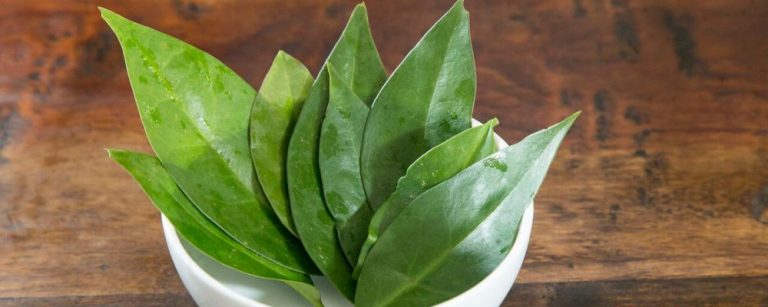Macia e suave, planta ora-pro-nóbis combina com frutos do mar, caldos e saladas