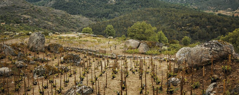 A vineyard owned by Comando G wines in the Sierra de Gredos mountains, near Navarrevisca, Spain, an hour west of Madrid, May 18, 2018. The tiny vineyards dotting this hard-to-reach region were neglected decades, their grapes sold to bulk winemakers. Today, those that survive are producing world-class grenache. (Gianfranco Tripodo/The New York Times)