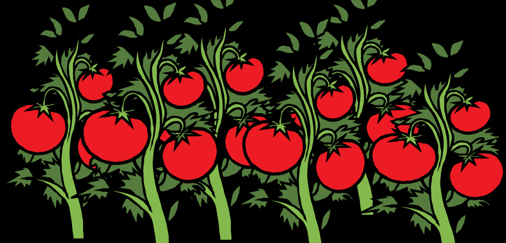 Tomate não é legume. Foto: Pixabay. Tomate não é legume. Foto: Pixabay.