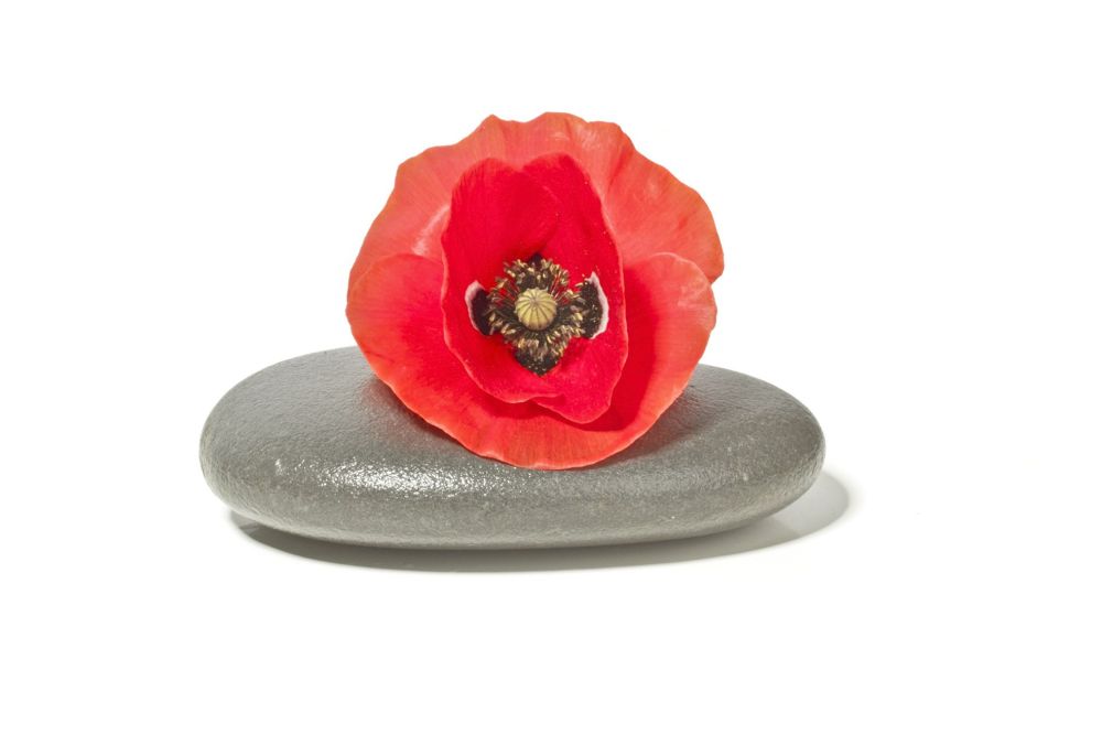 Pepple stone with red poppy flower Pepple stone with red poppy flower