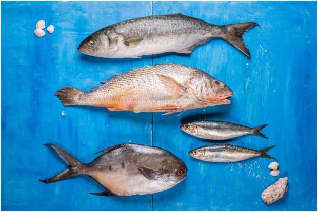 Corvinas e anchovas. Corvinas e anchovas.