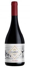 O enólogo argentino da nova geração que faz vinhos com a antiga uva Criolla O enólogo argentino da nova geração que faz vinhos com a antiga uva Criolla