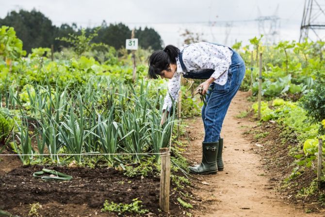 A chef manu Buffara vai toda semana horta urbana Rio Bonito, no Tatuquara, e escolhe os hortifrutis para seu restaurante. Foto: Letícia Akemi/ Gazeta do Povo A chef manu Buffara vai toda semana horta urbana Rio Bonito, no Tatuquara, e escolhe os hortifrutis para seu restaurante. Foto: Letícia Akemi/ Gazeta do Povo